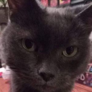 Meet your Posher, Kelly